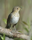 Swainson's Thrush Perched in a Tree - Ontario, Canada Royalty Free Stock Photo