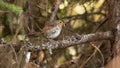 Swainson`s thrush with insects in beak Royalty Free Stock Photo