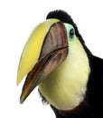 Swainson's Toucan