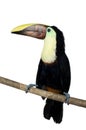 Swainson's Toucan