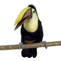 Swainson's Toucan