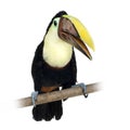 Swainson's Toucan