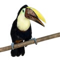 Swainson's Toucan