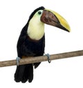 Swainson's Toucan