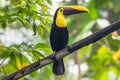 Swainson`s Toucan, Chestnut-mandibled Toucan seen in rainforest near Arenal volcano