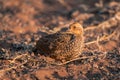 Swainson spurfowl chick with catchlight turns head