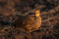 Swainson spurfowl chick with catchlight watches camera Royalty Free Stock Photo