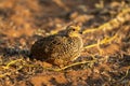 Swainson spurfowl chick on sand watching camera Royalty Free Stock Photo