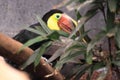 Swainson toucan