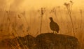 Swainson's spurfowl or Swainson's francolin Royalty Free Stock Photo