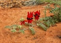 Australian Wildflower Swainsona Formosa, Fabaceae. Royalty Free Stock Photo