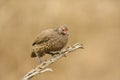 Swainsons Frankolijn, Swainson's Spurfowl, Pternistis swainsonii