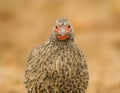 Swainsons Frankolijn, Swainson's Spurfowl, Pternistis swainsonii