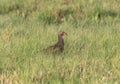 A Swainsons frankolin, Pternistis swainsonii, standing in the grassy terrain of South Africa