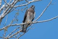 Swainsons Hawk in Barr Lake State Park