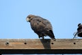 Swainsons Hawk Buteo swainsoni