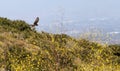 Swainsons hawk, Buteo swainsoni, flies over the wilderness canyon Royalty Free Stock Photo