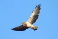 Swainsons Hawk (Buteo swainsoni) Royalty Free Stock Photo