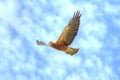 Swainsons Hawk (Buteo swainsoni) Royalty Free Stock Photo