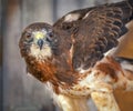 Swainsons Hawk - Close Up - Wooden Background Royalty Free Stock Photo