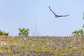 Swainsons Hawk in flight across a field of wildflowers Royalty Free Stock Photo