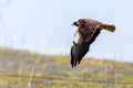 Swainsons Hawk in flight across a field of wildflowers