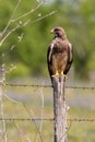 Swainsons Hawk resting on a barbed wire fence post Royalty Free Stock Photo