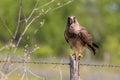 Swainsons Hawk resting on a barbed wire fence post Royalty Free Stock Photo