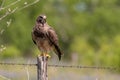 Swainsons Hawk resting on a barbed wire fence post Royalty Free Stock Photo