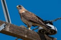 Swainsons Hawk at Rocky Mountain Arsenal in Colorado