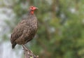 Swainsons Spurfowl on branch in Kruger Royalty Free Stock Photo