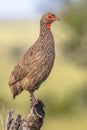 Swainsons Spurfowl on branch side Royalty Free Stock Photo