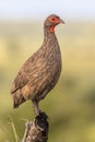 Swainsons Spurfowl on branch Royalty Free Stock Photo