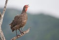 Swainsons spurfowl calling in the morning Royalty Free Stock Photo