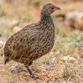 Swainsons Spurfowl on its morning walk Royalty Free Stock Photo