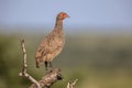Swainsons Spurfowl on lookout Royalty Free Stock Photo