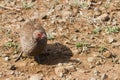 Swainsons spurfowl Pternistis swainsonii closeup foraging on the ground with bokeh Royalty Free Stock Photo