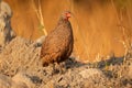 Swainsons spurfowl Royalty Free Stock Photo