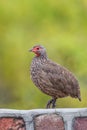 Swainsons Spurfowl sitting on a wall near a camp in the Kruger Park Royalty Free Stock Photo