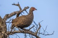 Swainsons Spurfowl in tree Royalty Free Stock Photo
