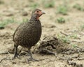 Swainsons Spurfowl Royalty Free Stock Photo