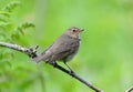 Swainsons Thrush Royalty Free Stock Photo