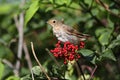 Swainsons Thrush