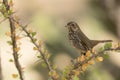 Swainsons thrush Catharus ustulatus establishing territory and making it known for all the others. Royalty Free Stock Photo