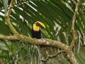 Swainsons Toucan, Costa Rica