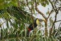 Swainsons Toucan, Costa Rica