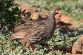 Swaison's Francolin Bird Royalty Free Stock Photo