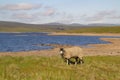 Swaledale ewe at Cow Green Reservoir, Teesdale
