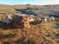 Swaledale ewes eating a bale of hay on Northumberland moorland