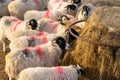 Swaledale ewes eating hay